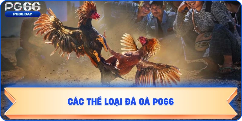 CÁC THỂ LOẠI ĐÁ GÀ PG66